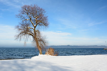 vinter, snö, sjön, vatten, träd, grenar, individuellt