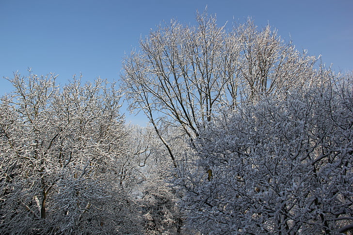 ziemas, sniega, ainava, debesis, meža, parks, koki