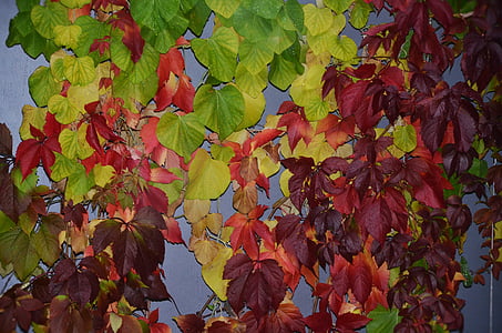 listov, dež, listi, zelena, jeseni, spadajo listi, mokro