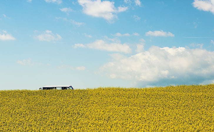 field of rapeseeds, oilseed rape, summer, yellow, landscape, field, spring