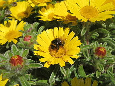 꽃, 꿀벌, 데이지, 노란색, 여름, 꽃가루, 꿀