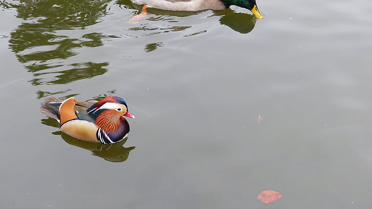 mandarin ducks, duck, water, bird