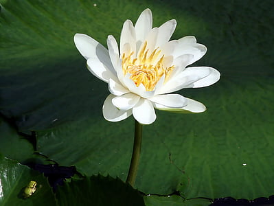 water lilies, flower, frog, pond, aquatic plants, waterlilies, water Lily