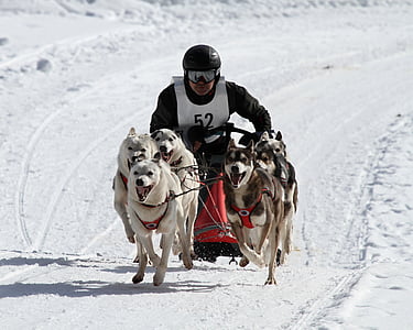 Huskies, pies, zwierząt, pies śnieg, niebieskie oczy, wyścig, wyścig psich zaprzęgów