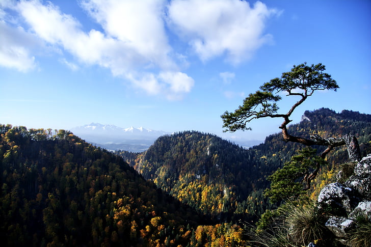 bergen, Pieniny, landskap, Polen, träd, topp, hösten