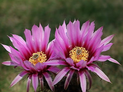 cactus flower, flower, plant, flowering, succulent plants, pink petals