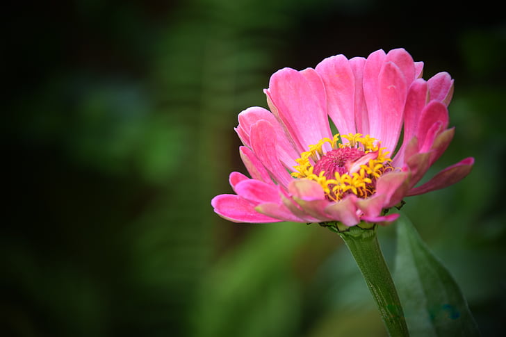 Blume, Rosa, Blumen, Blütenblatt, rosa Farbe, Natur, Anlage