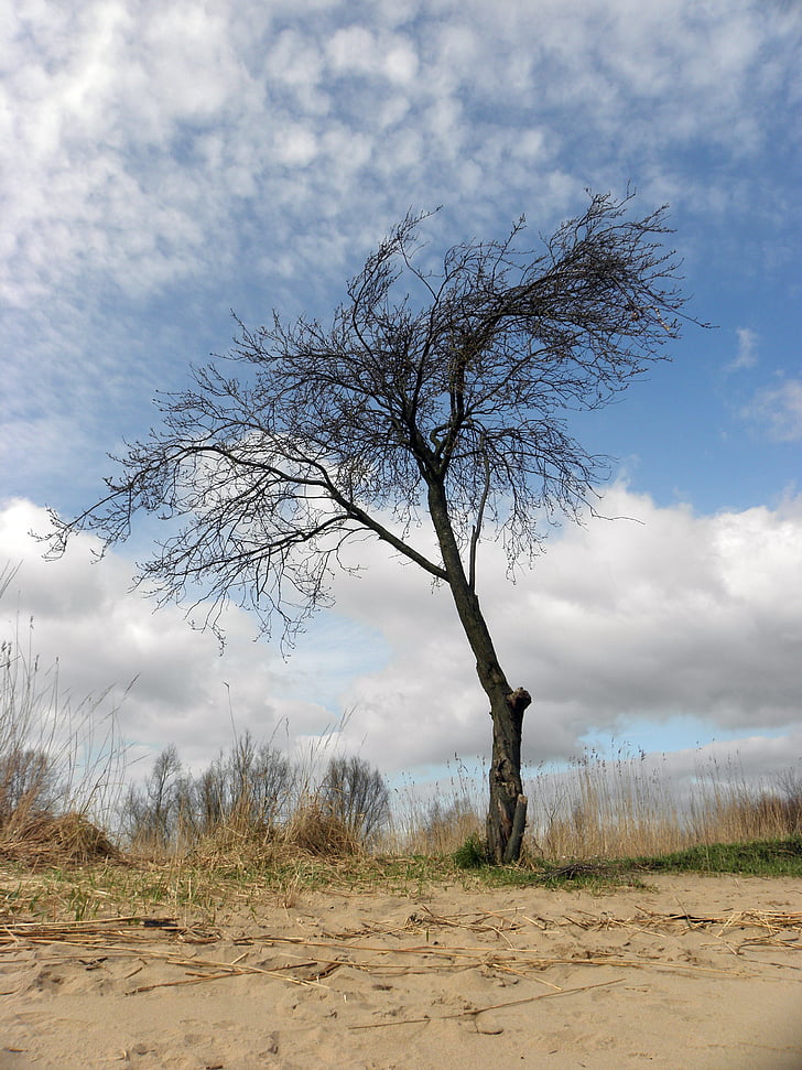 strom, pláž, mraky