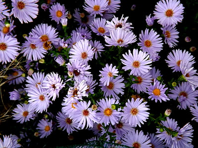 MOV, зірочок, рослини, фіолетовий, рожевий, Дейзі, квіти