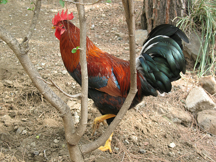 cock, economy, village, birds, subsistence farming, elitexpo, poultry