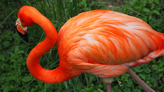 flamingo, bird, pink, wild, wildlife, animal, exotic