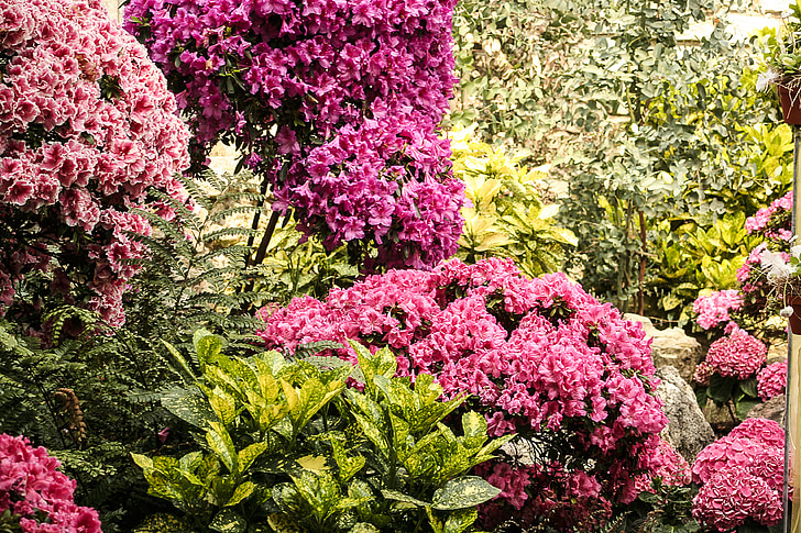 květiny, závod, Flora, zahrada, Příroda, květ, růžová barva