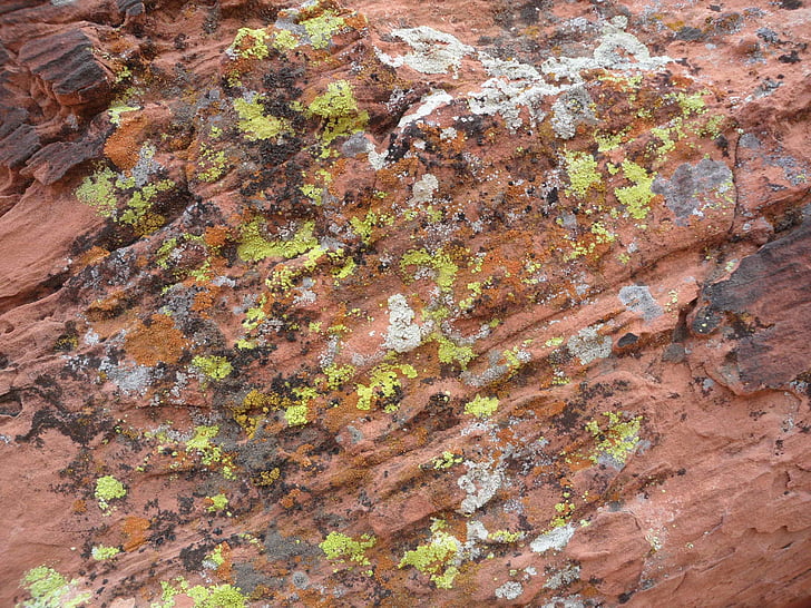 Moss, roca, desierto, naturaleza, piedra, natural, al aire libre