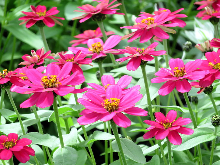 自然, プラントの花, 夏, ピンク, ジニア