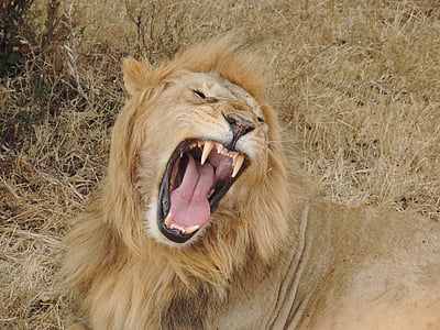 สิงโต, แอฟริกา, สัตว์ป่า, แมว, เสียงคำราม