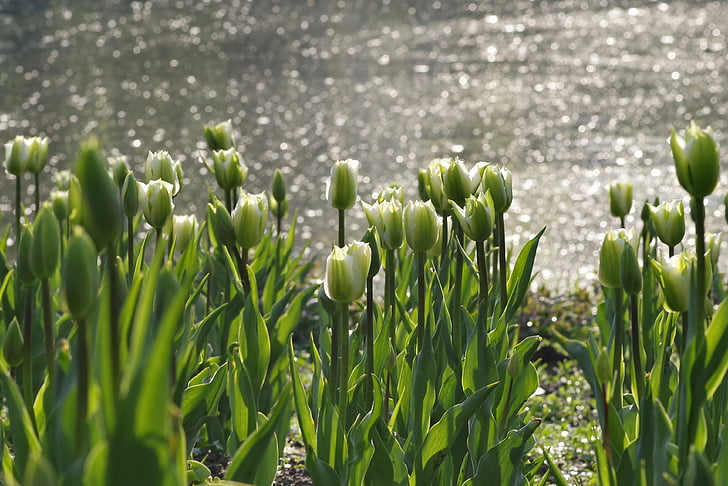 vrt, zelena, vode, ribnik, Tulipan, pomlad, grządka