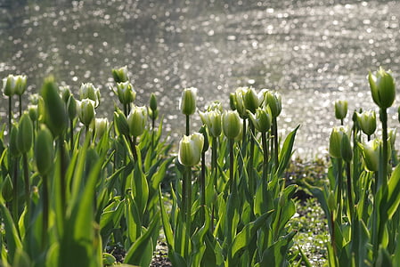 hage, grønn, vann, dammen, Tulip, våren, grządka