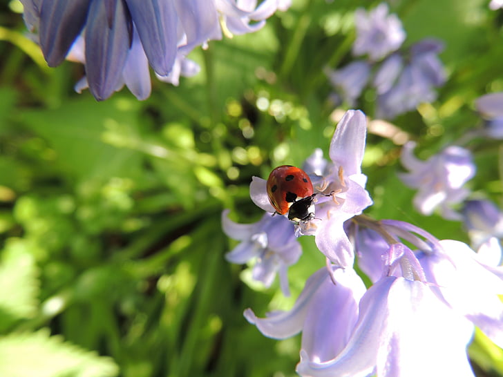 fotózás, Lady, bug, Katica, virág, természet, katicabogár