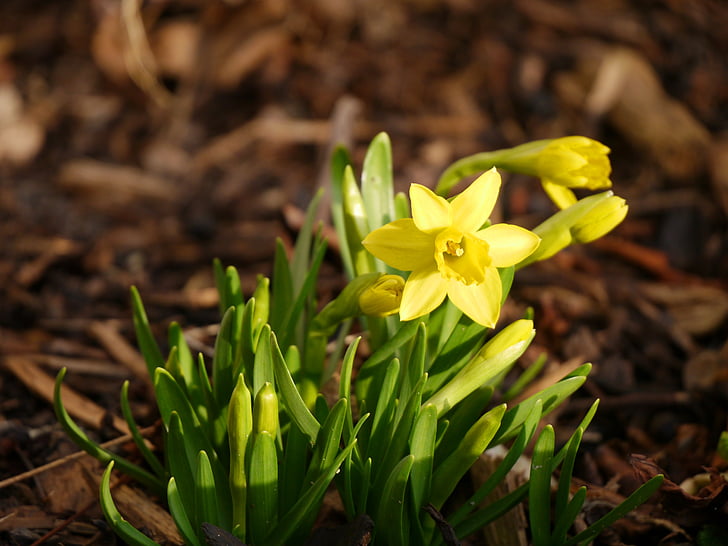 Tete en tete, Narcissus, påsk, gul, frühlingsanfang, Spring awakening, Broderi