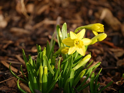 Tete a tete, Narciso, Pasqua, giallo, Frühlingsanfang, risveglio di primavera, ricamo