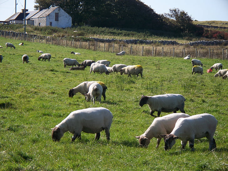 ovelhas, pasto, rural, fazenda, rebanho, pastar, zona rural
