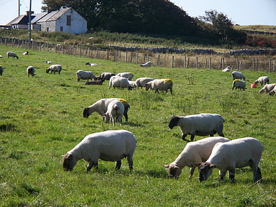 овцы, пастбище, сельских районах, ферма, стадо, пастись, сельской местности