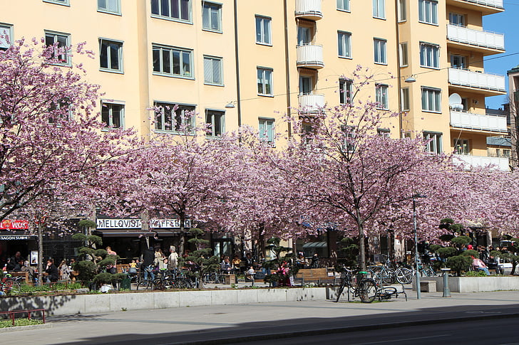 spring, stockholm, tree, flowers, purple, road, apartment building