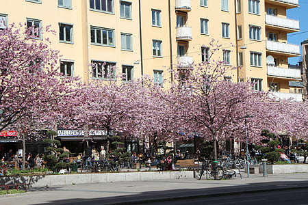 lente, Stockholm, boom, bloemen, paars, weg, appartementengebouw