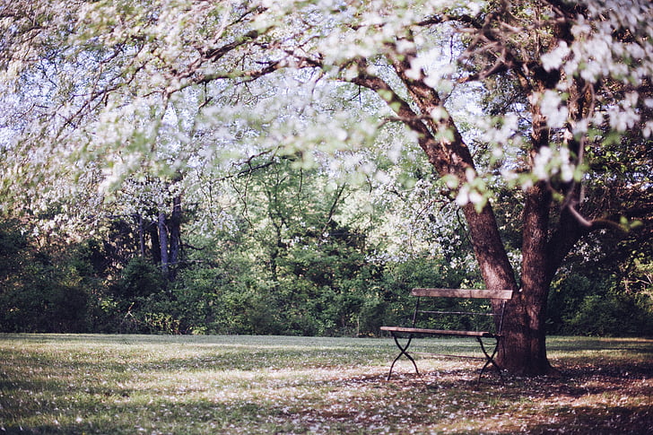 Цветущее дерево, Лавки парковые, Скамейка, отдыхает, расслабляющий, спокойствие, спокойный