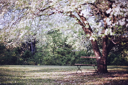 flowering tree, park bench, bench, resting, relaxing, calm, tranquil