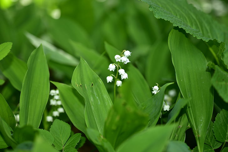 lily of the valley, blossom, bloom, white, flower, convallaria majalis, asparagus plant