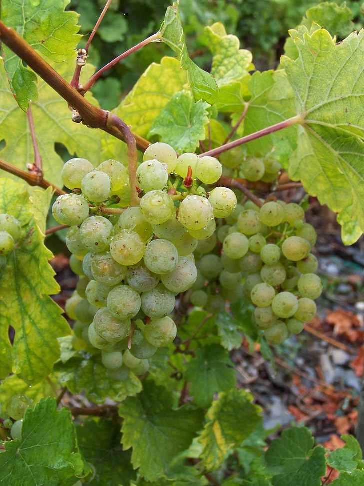 grožđe, zelena, zelena grožđa, vinogradarstvo, vinove loze, priroda