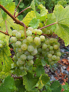 grapes, green, green grapes, winegrowing, vine, nature