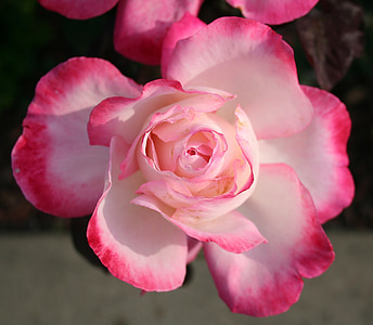 rose, pink, petal, petals, flower, morning