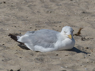 Seagull, zand, wit, Langeoog, Oost-Friesland, eiland, kust