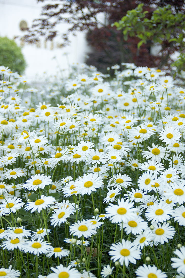 flower, the scenery, meadows, flowers, spring, white, daisy