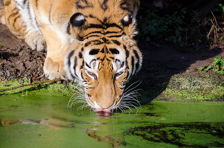 Tigre, beber, piscina, gato grande, felino, flora y fauna, naturaleza