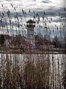 autumn, water tower, reed, nature, reed - Grass Family