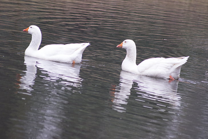 white geese, duo, twin