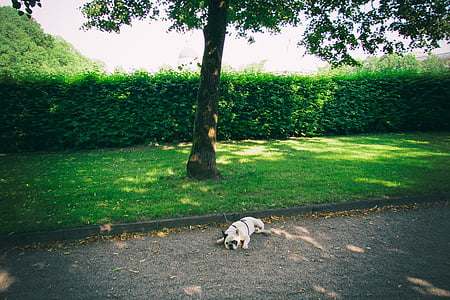 Fawn, Pug, cucciolo, che si trova, al lato di, verde, erba