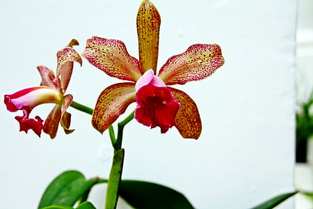 orchids, blossoms, flowers, red, yellow, petals, blooms