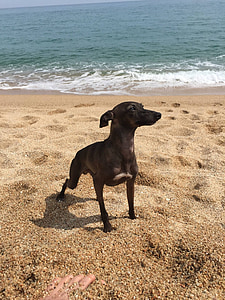 Arenys de mar, lebrel italià flabiol, platja, sol, descansant, gos