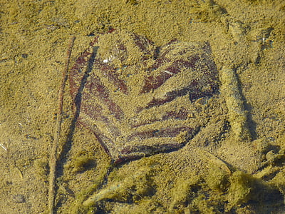 Leaf, i vattnet, hjärtat, hjärtformade, Sand, stranden, sommar