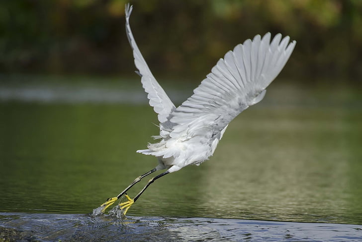 Snowy egret, vliegen, opstijgen, klep, vogel, dieren in het wild, vliegen