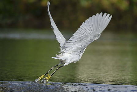 snowy egret, fly, take off, flap, bird, wildlife, flying