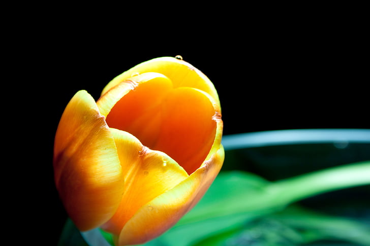 Tulip, flor, floración, flor, naranja, cerrar, macro