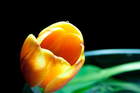 Tulipán, květ, Bloom, květ, oranžová, Zavřít, makro
