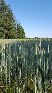 graudu, lauks, graudaugi, zila, lauksaimniecība, graudi, kukurūzas laukā