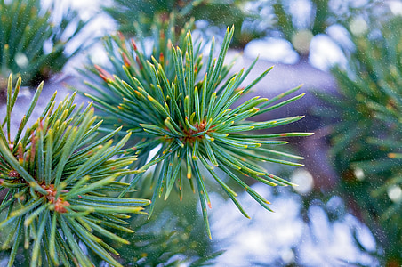 plant, tree, needles, conifer, green, cedar, winter