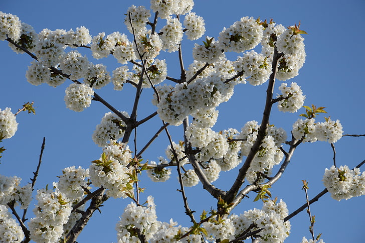 вишни в цвету., небо, Голубой, Германия